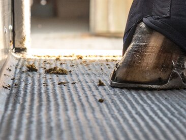 Horse hooves standing on an aluminium floor in a Humbaur horse trailer | © Humbaur GmbH