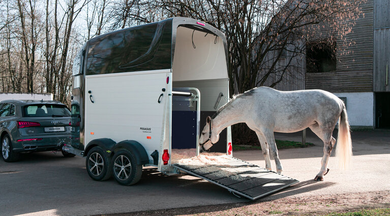 Ein weißes Pferd steht vor einen Humbaur Pferdeanhänger Modell Pegasus. | © Humbaur GmbH